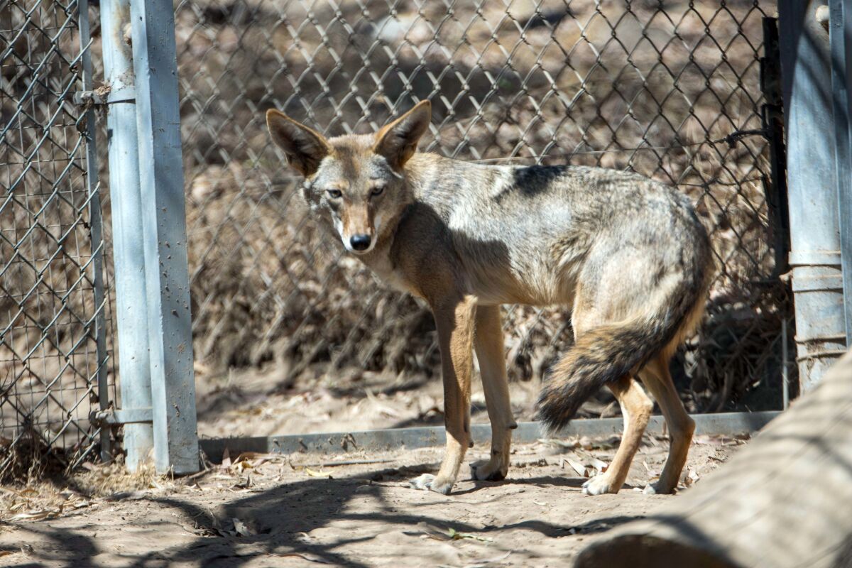 Coyotes reportedly have been making their way into residential areas in La Jolla more frequently lately.
