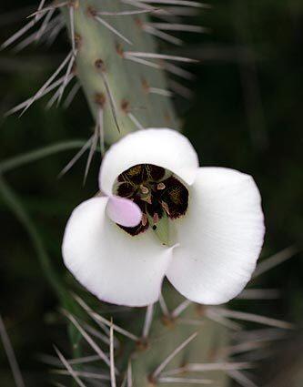 Petals and prickles in Catalina