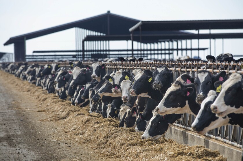 Cows eat at a dairy farm in Pixkley, Calif., in March 2020. 