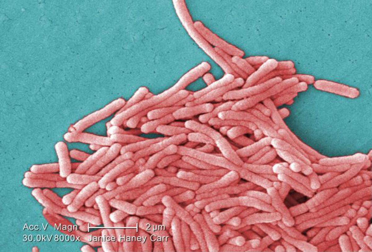 Magnified 8000X, this digitally colorized scanning electron microscopic (SEM) image depicted a large grouping of Legionella pneumophila bacteria. Note the presence of an elongated-rod morphology in some organisms, seen in other images from this series as well. L. pneumophila frequently elongate when grown in broth, when plate-grown cells age, or when refrigerated, as in this case. Usually, L. pneumophila are stout, fat bacilli, which was the morphology displayed by the majority of these organisms. These bacteria originated on a 1 week-old culture plate (+/- 1 day), forming a single colony, at 37oC, on a buffered charcoal yeast extract (BCYE) medium with no antibiotics. The original sample was acid-treated for 15 min, to minimize fungal impurities, which would have inhibited the visualization of these organisms.(Janice Haney Carr/CDC)