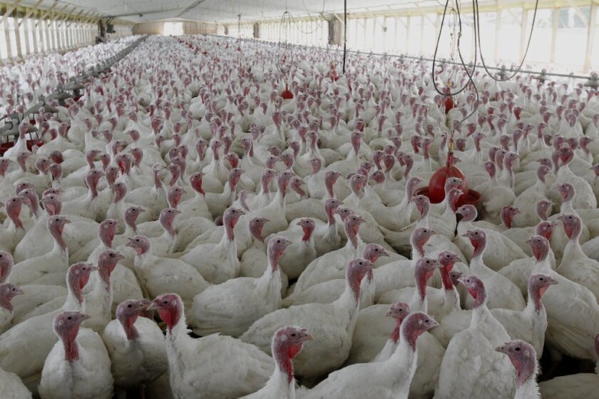 The FDA issued voluntary guidelines to curb the use of antibiotics in animals raised as food. Above, turkeys raised without the use of antibiotics at a farm in Pennsylvania.