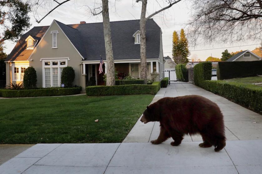 MONROVIA CA FEBRUARY 21, 2020 -- A bear went on walkabout on Highland Place in Monrovia Friday morning, February 21, 2020. (Irfan Khan / Los Angeles Times)