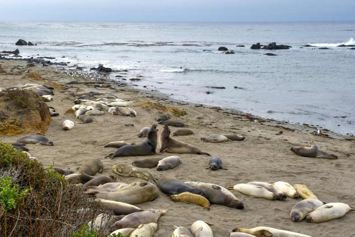 Elephant seals on the sand.