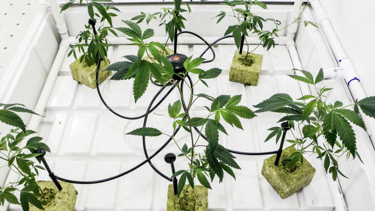 Marijuana plants growing in one of the portable trailers at Critical Mind Inc.