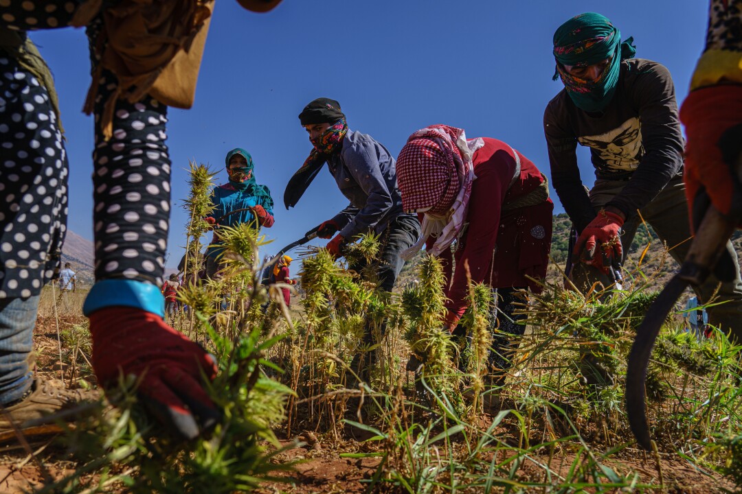 A harvesting crew works in a field. t is estimated that a cannabis farmer can make between $10,000 to $15,000 a year.