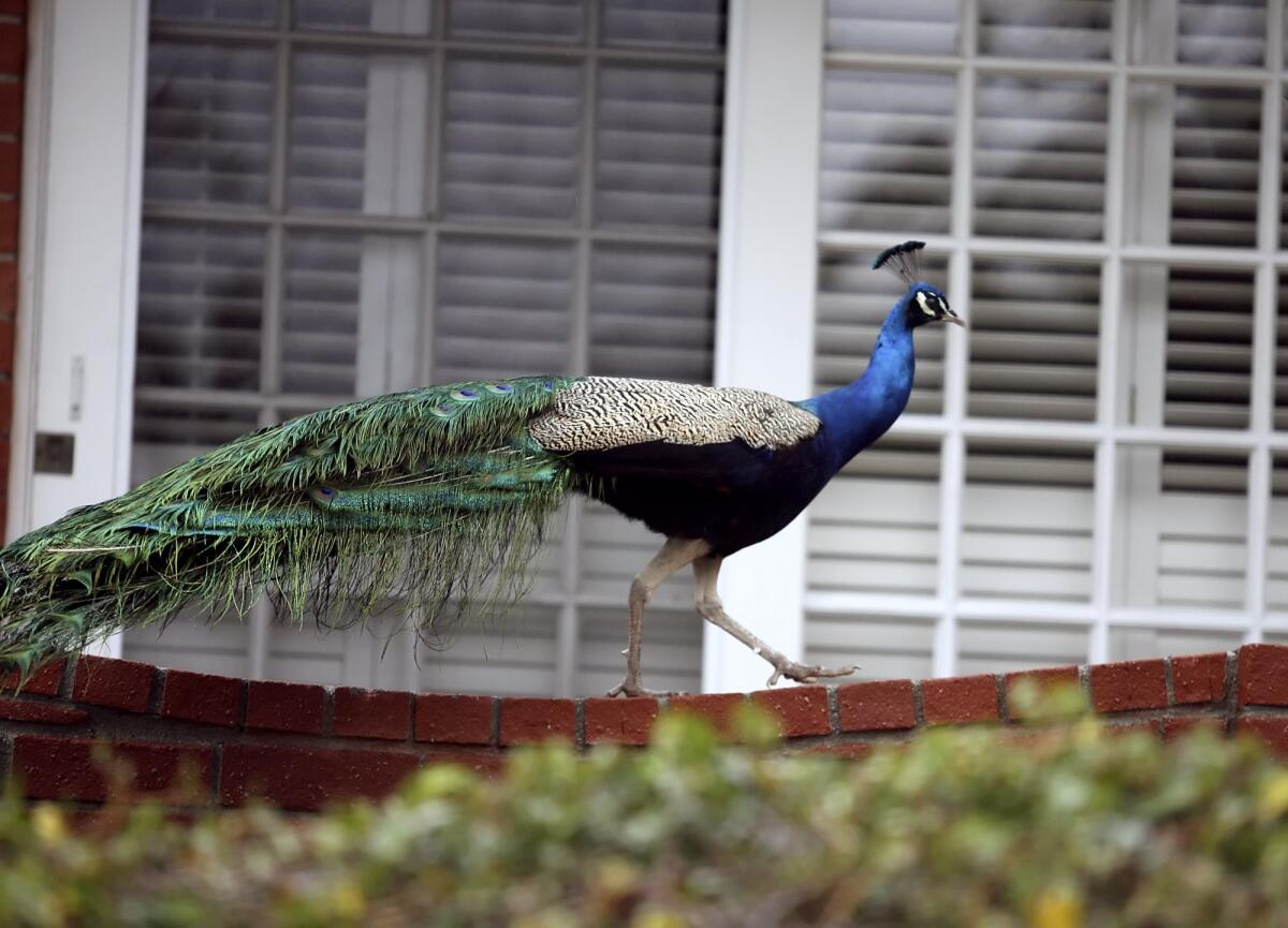 A very wet peacock wanders around the outside of a home on Haskell St. and El Vago St. in La Ca-ada Flintridge on Thursday, January 21, 2010.