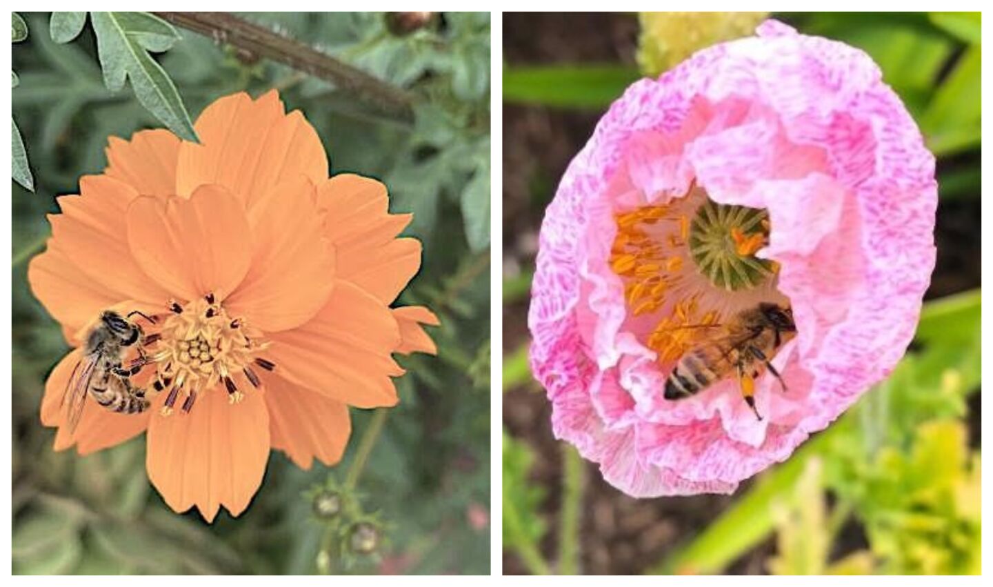 Busy bees get to work on colorful flowers.