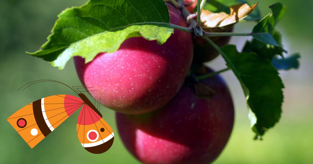 Looking for fall vibes? Here are 8 places to pick apples within driving ...