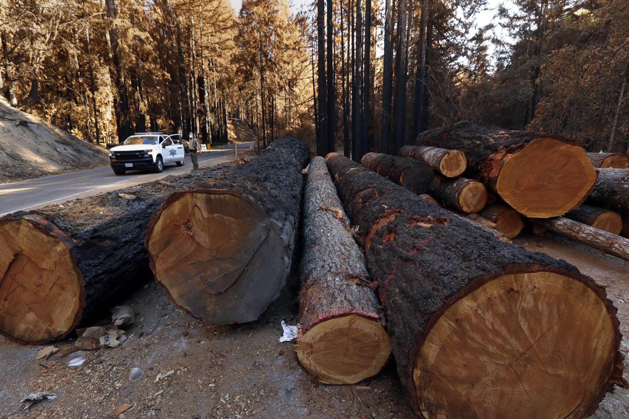 Many of the roadside trees in Big Basin Redwoods State Park are being cut down to prevent danger to visitors.