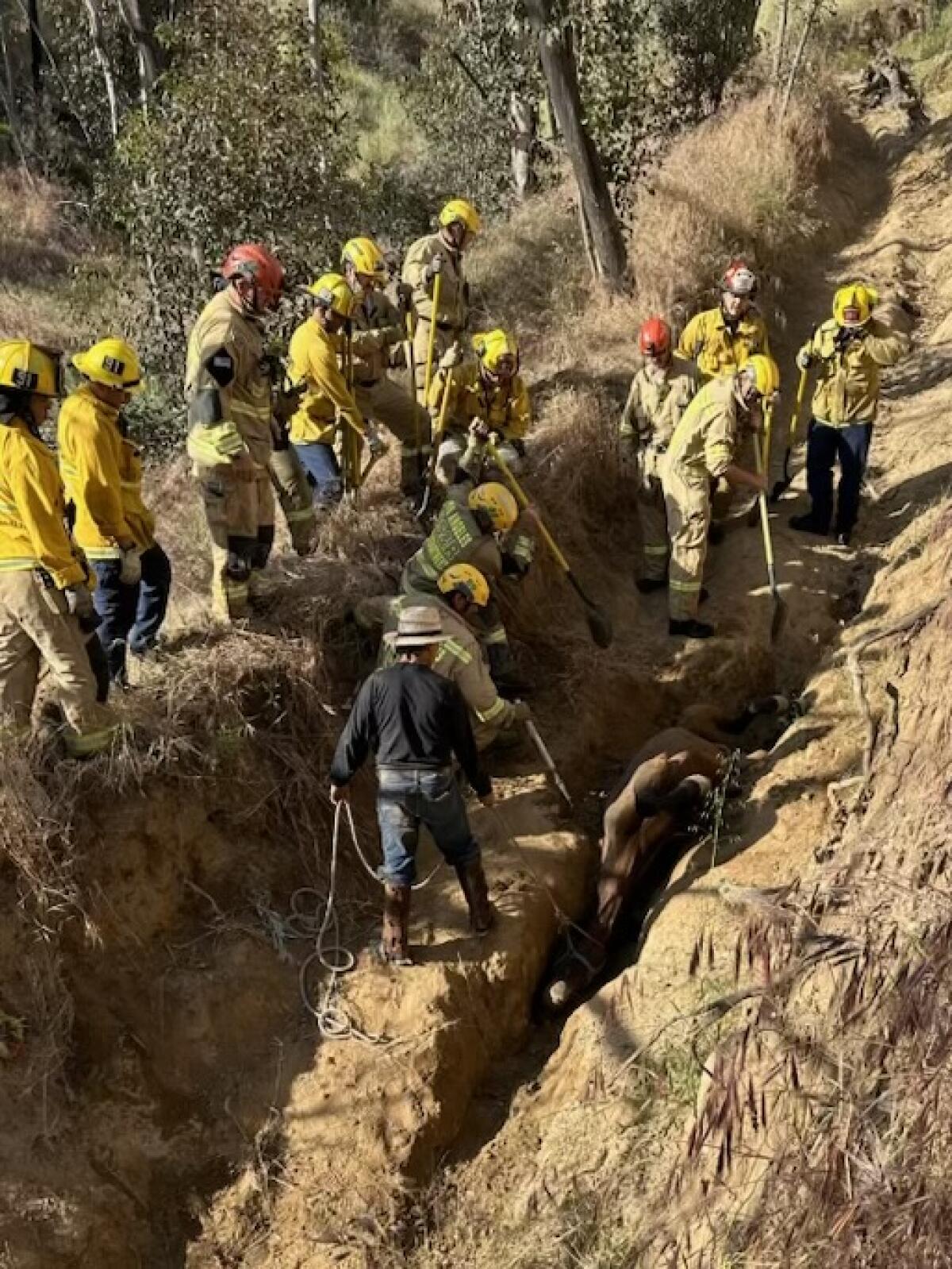 More than a dozen rescuers surround a horse trapped in a dirt ditch.