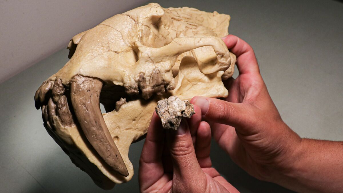 The meat-slicing back teeth of the new saber-toothed species Pangurban egiae, foreground.