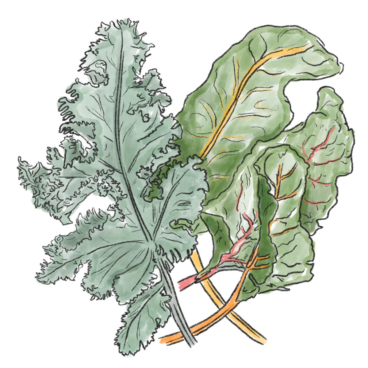 An illustration of chard and kale 