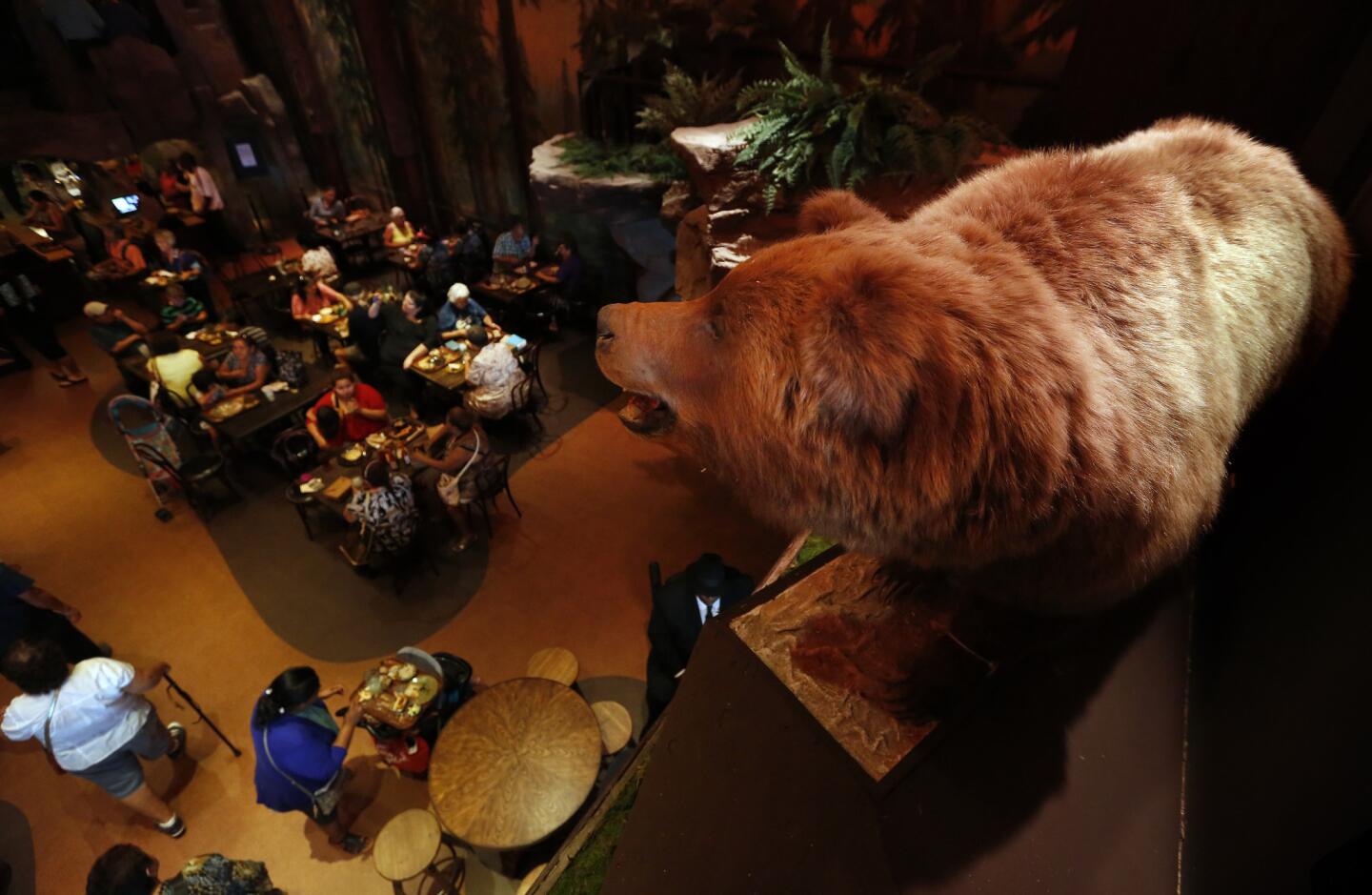 A taxidermy black bear estimated to be 70 to 90 years old is on display inside Clifton's cafeteria on Broadway in downtown Los Angeles.