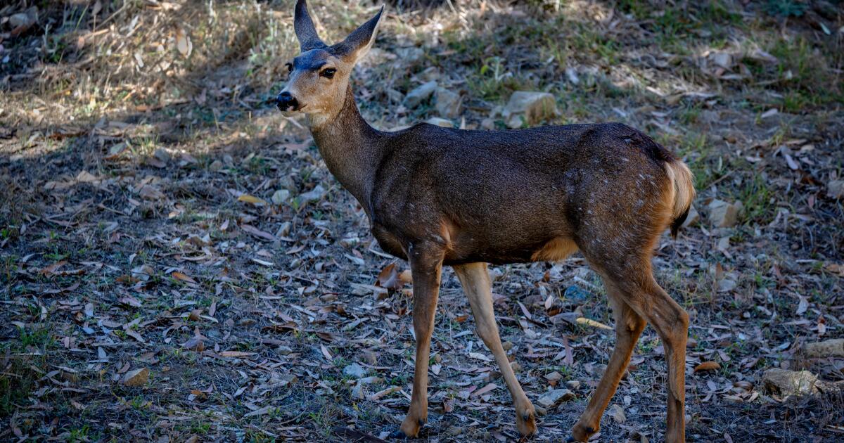 Los Angeles supervisors oppose using helicopters to hunt Catalina deer