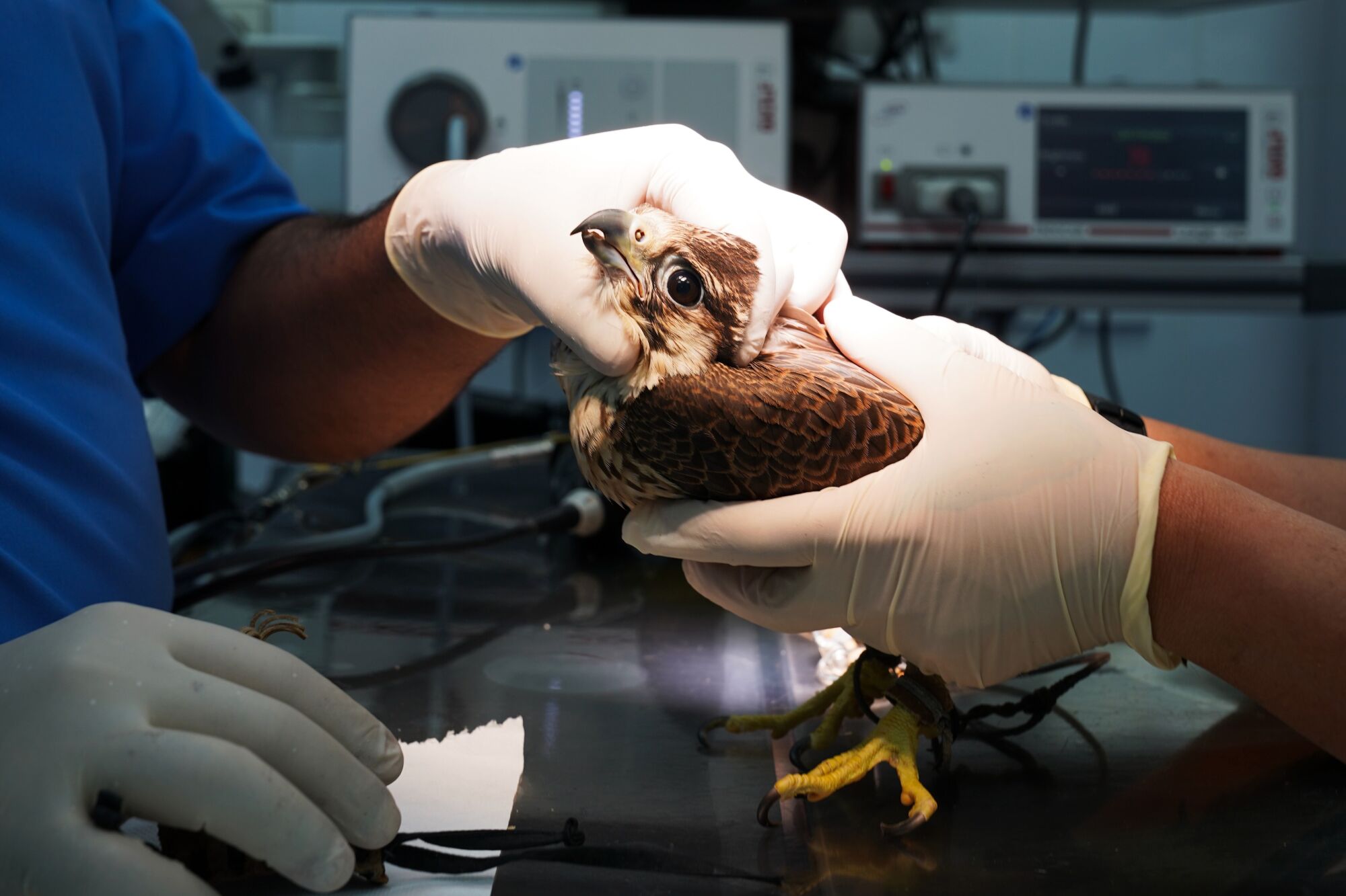 Veterinarians at the Souq Waqif Falcon Hospital in Doha, Qatar, work on a Falcon.