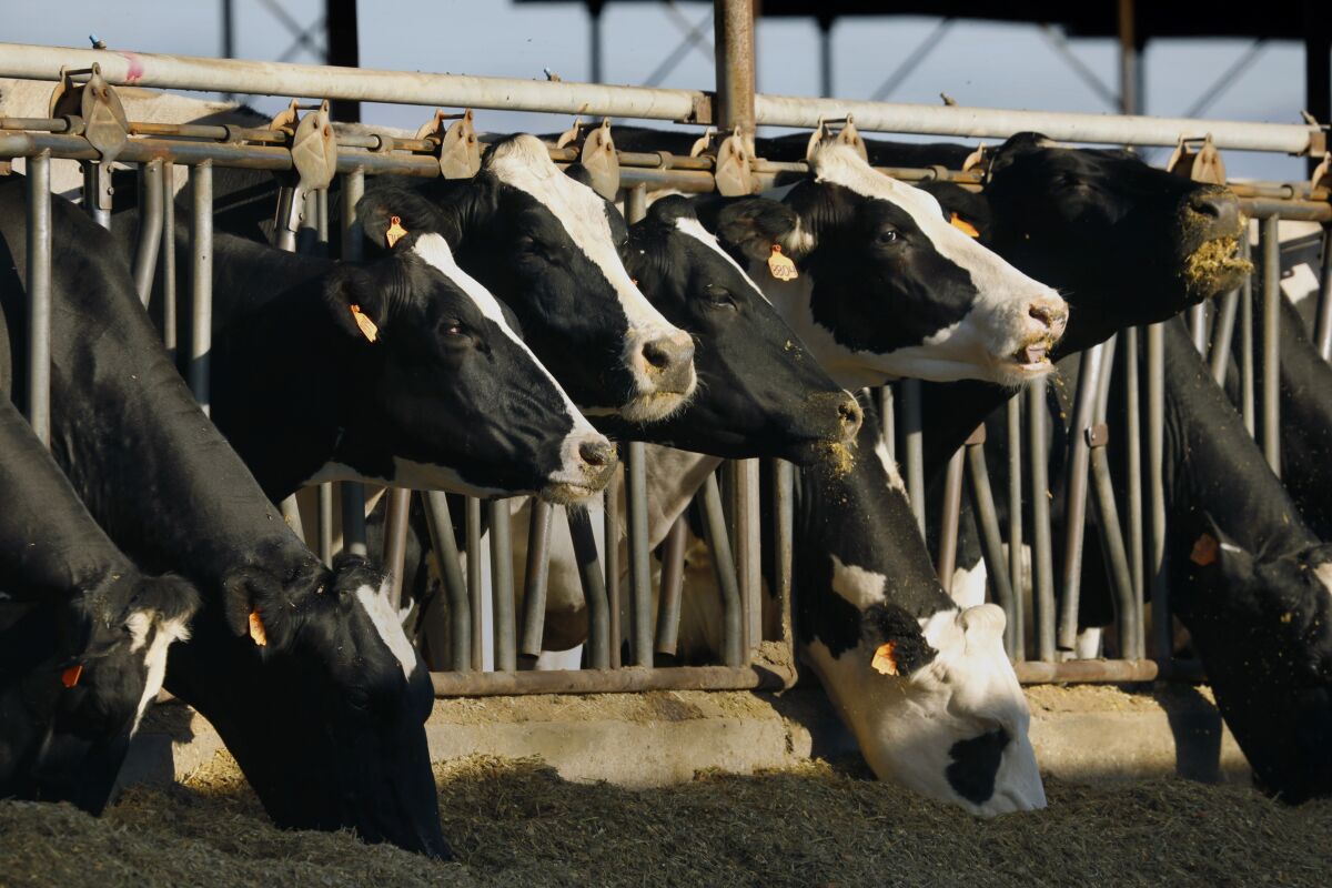A row of cows in headlocks at a feed trough.