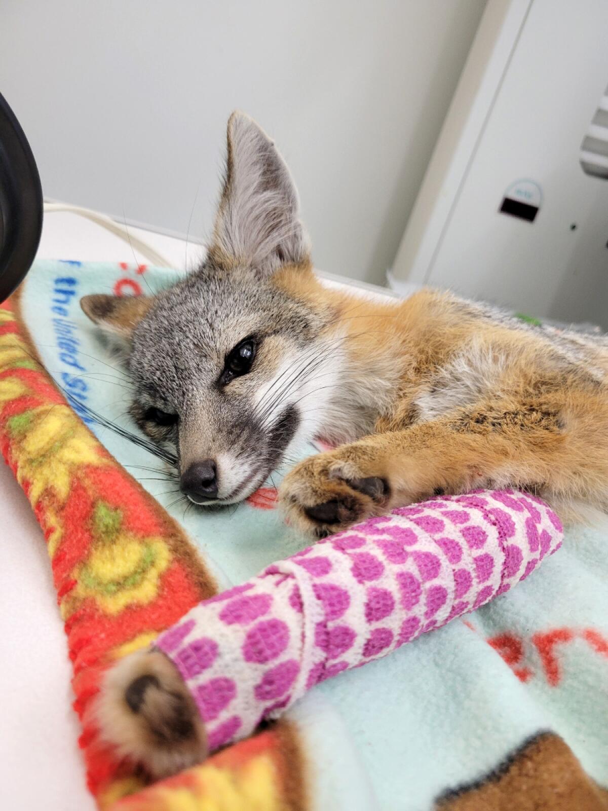 A fox with its leg bandaged