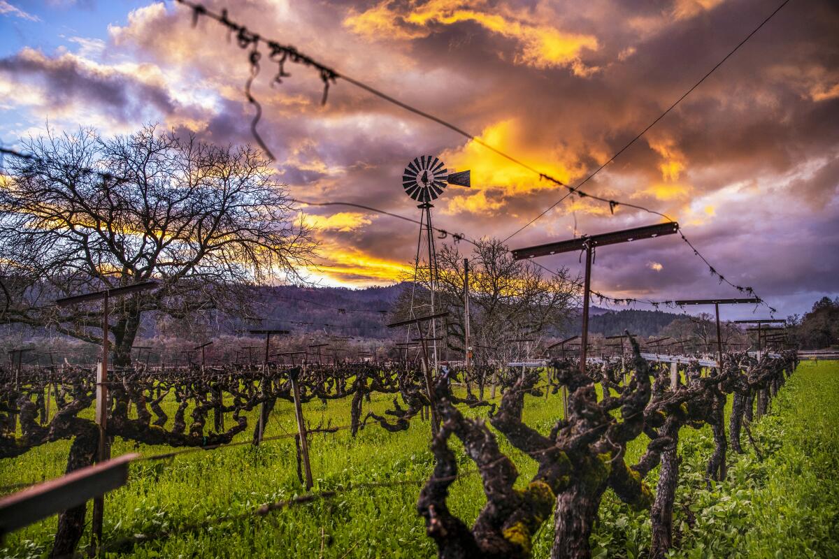 Clouds pass over a vineyard at sunset.