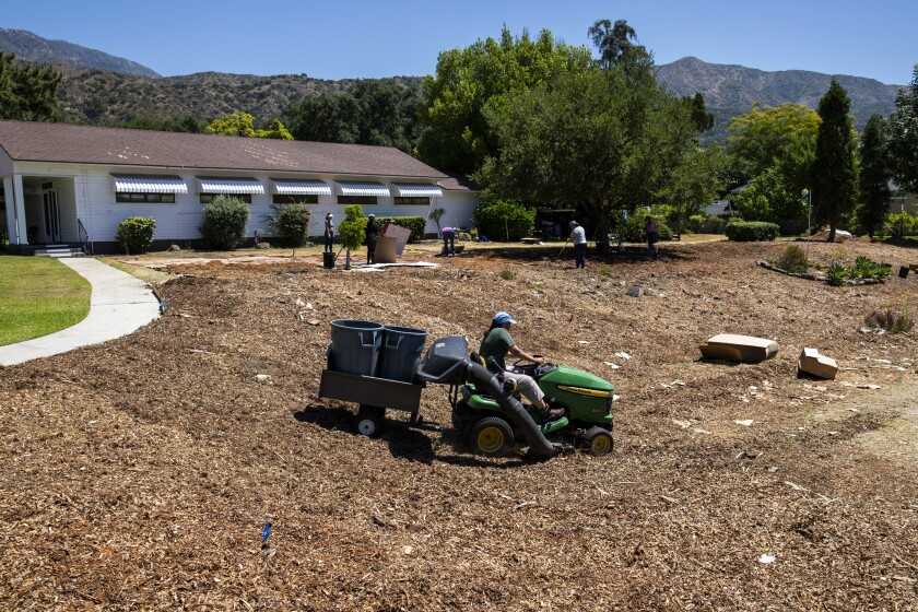 A woman drives a small tractor and trailer with plastic bins over a lawn covered with cardboard and wood chips.