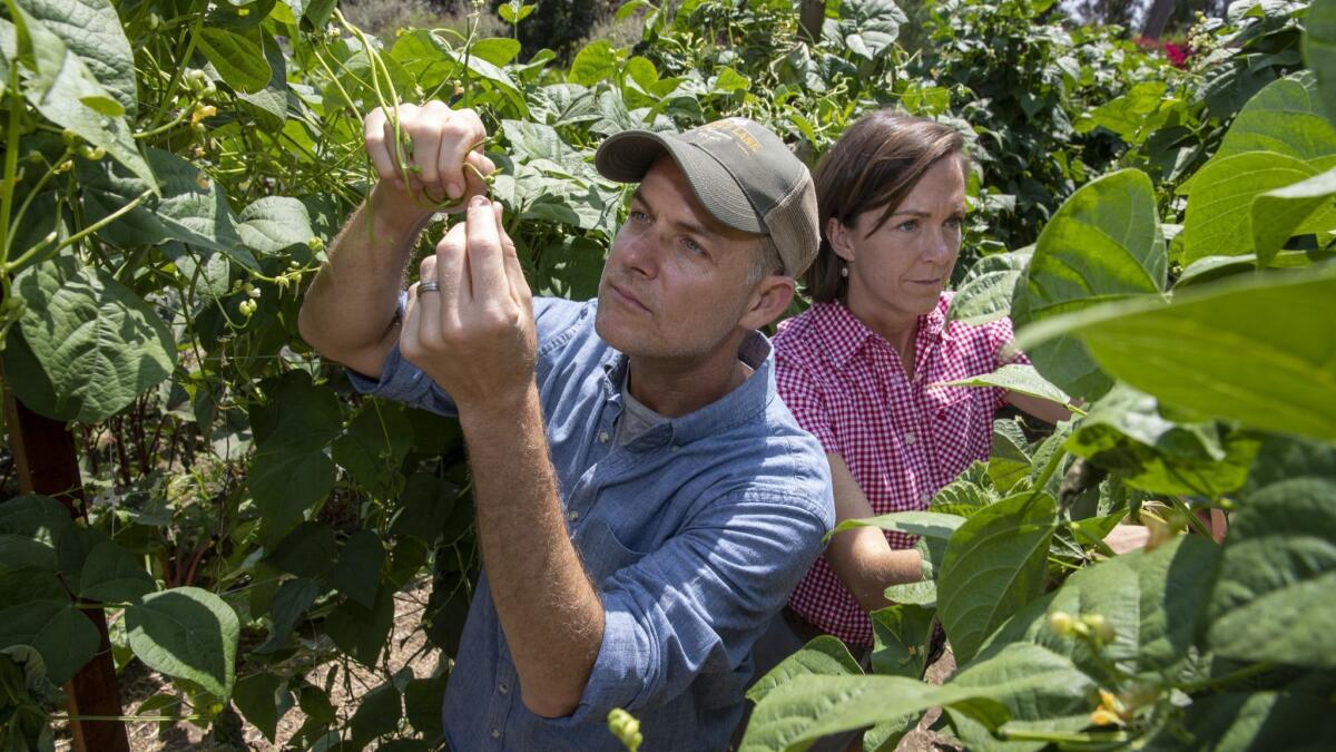 The couple pick green beans from their garden.