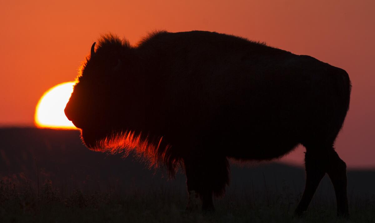 It's official! You can call them buffalo or bison, but the wild animals, like this one at Tallgrass Prairie National Preserve in Kansas, have been named America's national mammal.