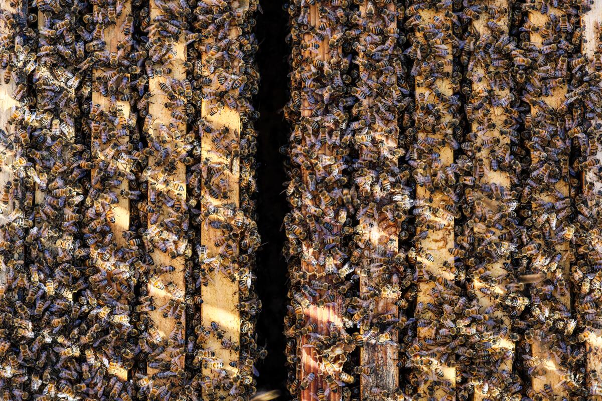 The owners of the 2nd & PCH outdoor mall in Long Beach have two hives that produce as much as 20 pounds of honey per year.