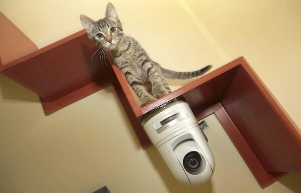 In the virtual play room of the Los Angeles Best Friends Pet Adoption and Spay/Neuter Center, a camera can pan and zoom around the room, letting anyone with an Internet connection follow cats' reactions to remote-controlled toys.