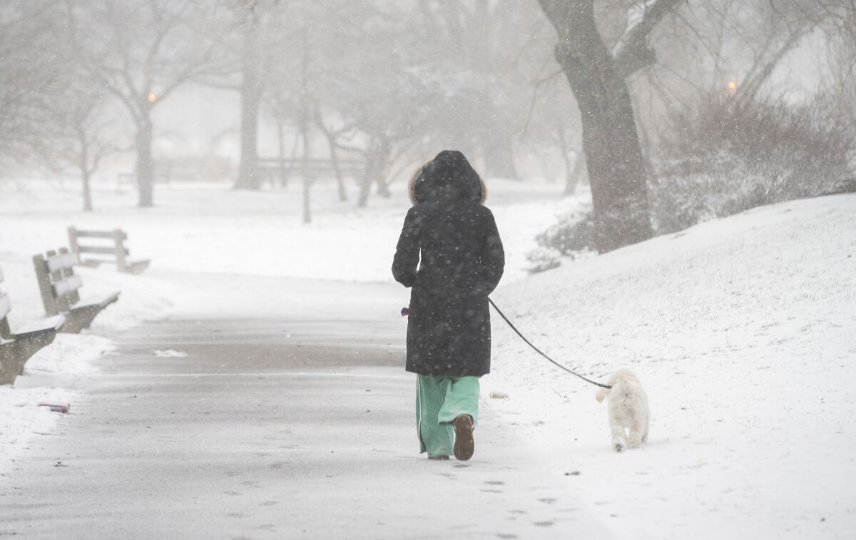 A person walks a dog amid snowfall and windy weather on New Year's Day, Saturday, Jan. 1, 2022, in Chicago. (Brian Rich/Chicago Sun-Times via AP)