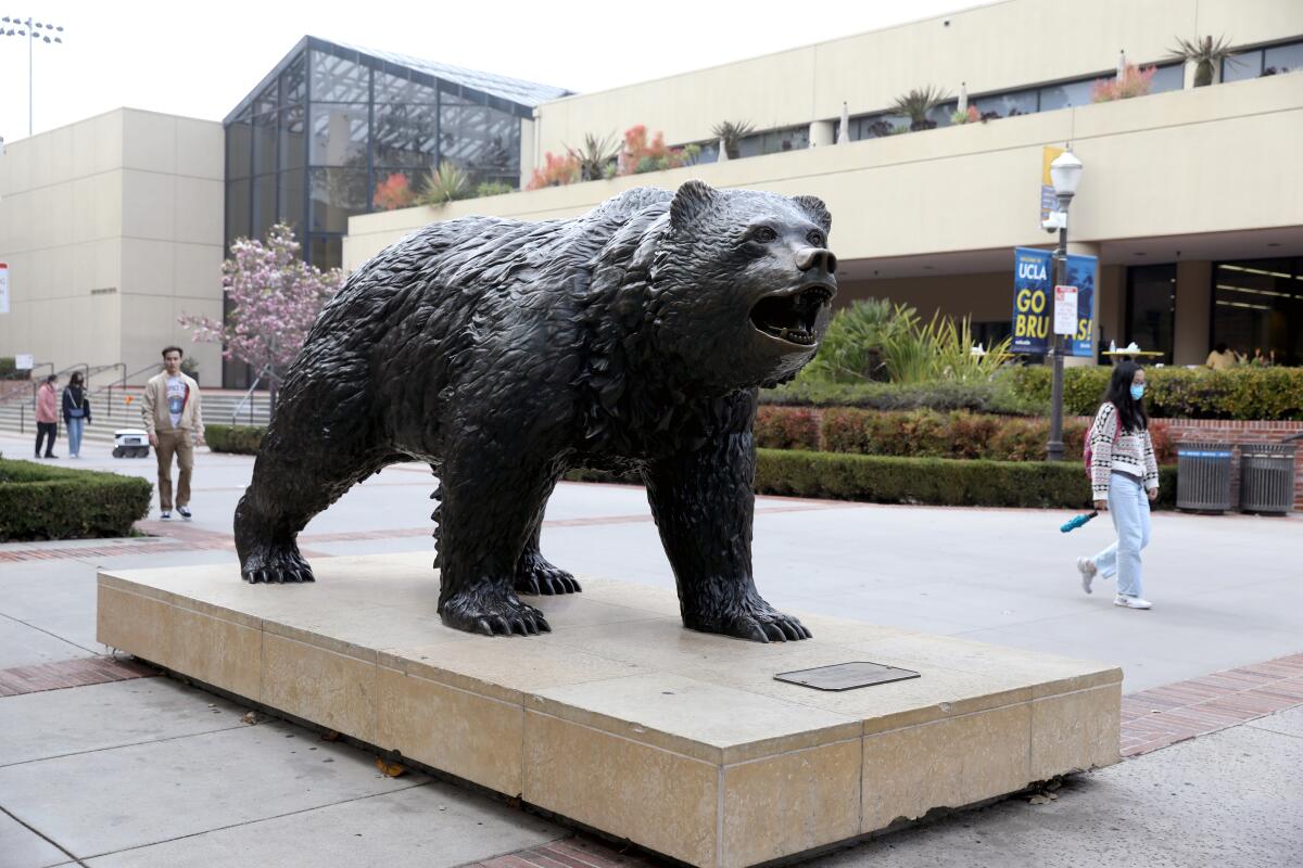 A bruin statue on the campus of UCLA in Westwood.