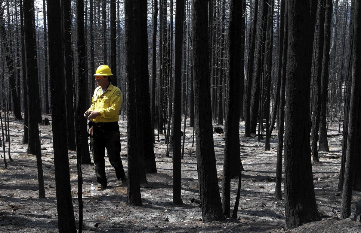 A U.S. Forest Service soil scientist surveys the burned area of the Stanislaus National Forest. Some environmentalists oppose the plan for a massive salvage logging operation in the Rim fire burn area.