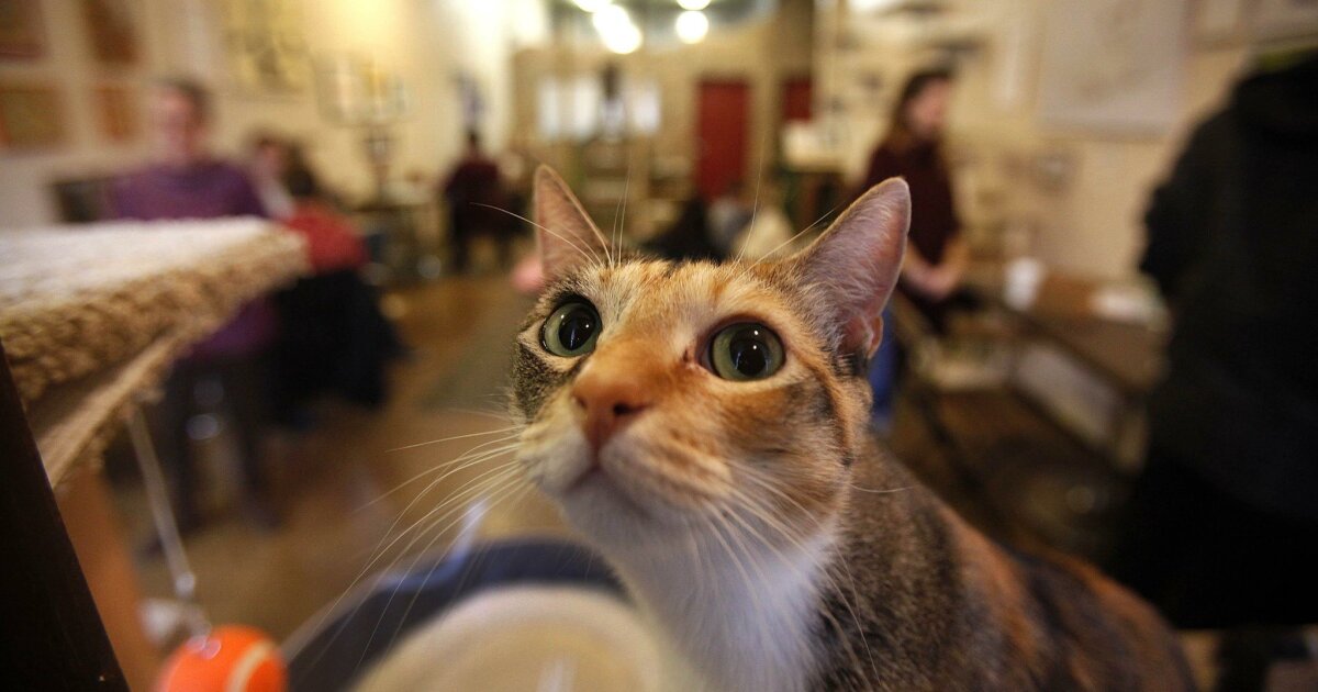 San Diego Cat Cafe Has A Furry Good Year The San Diego Union Tribune