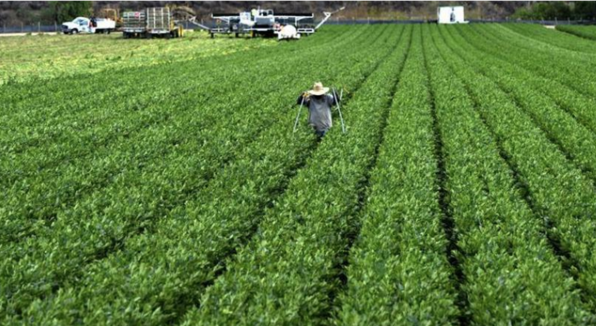 Los trabajadores temporales con visa, que en 2016 eran más de 134.000, están comenzando a reemplazar a los indocumentados en el trabajo agrícola, afirma un reporte. EFE/Archivo