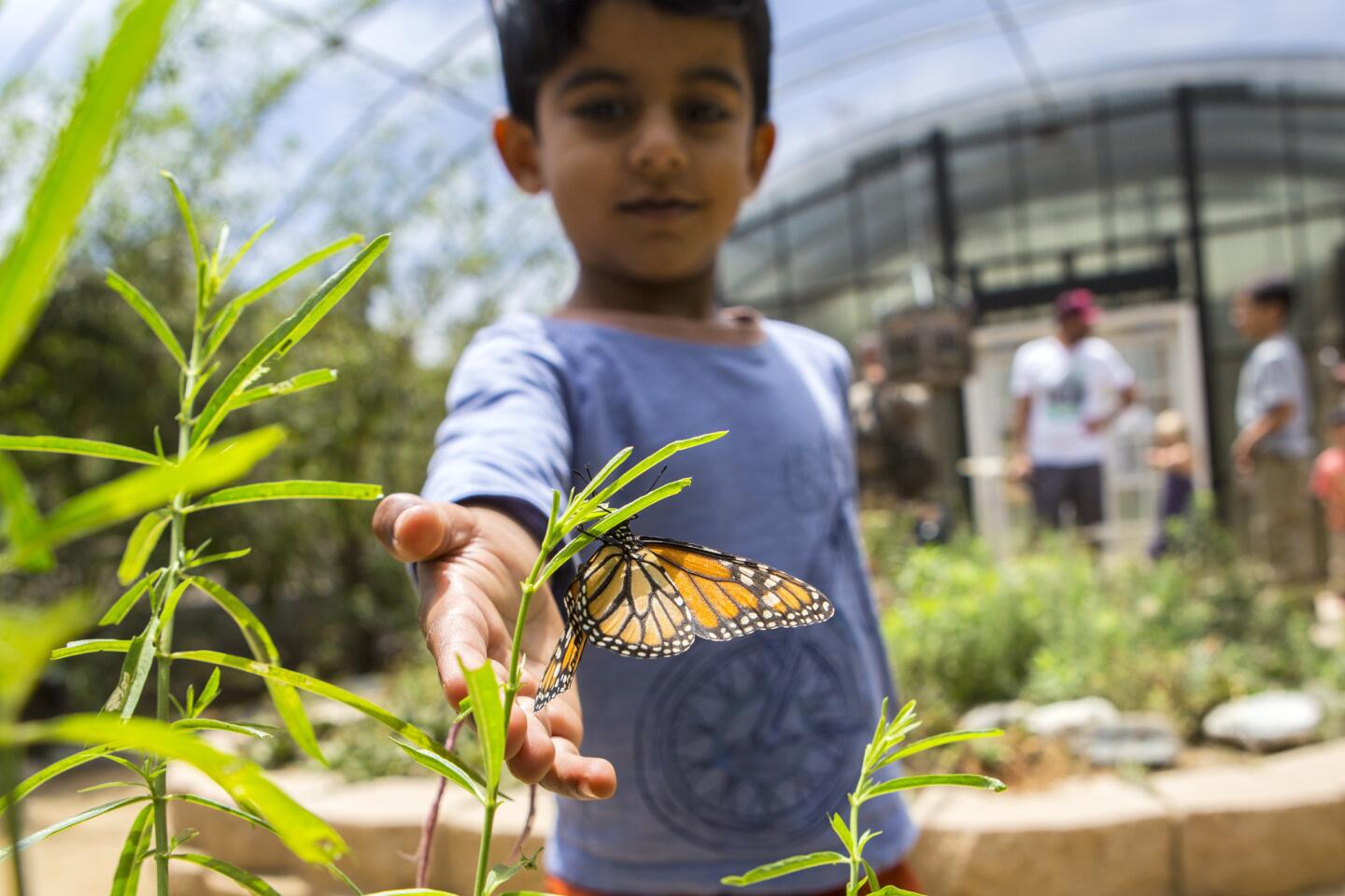 Shivan Saran, 4, approaches a monarch butterfly at the Environmental Nature Center's butterfly house in Newport Beach.