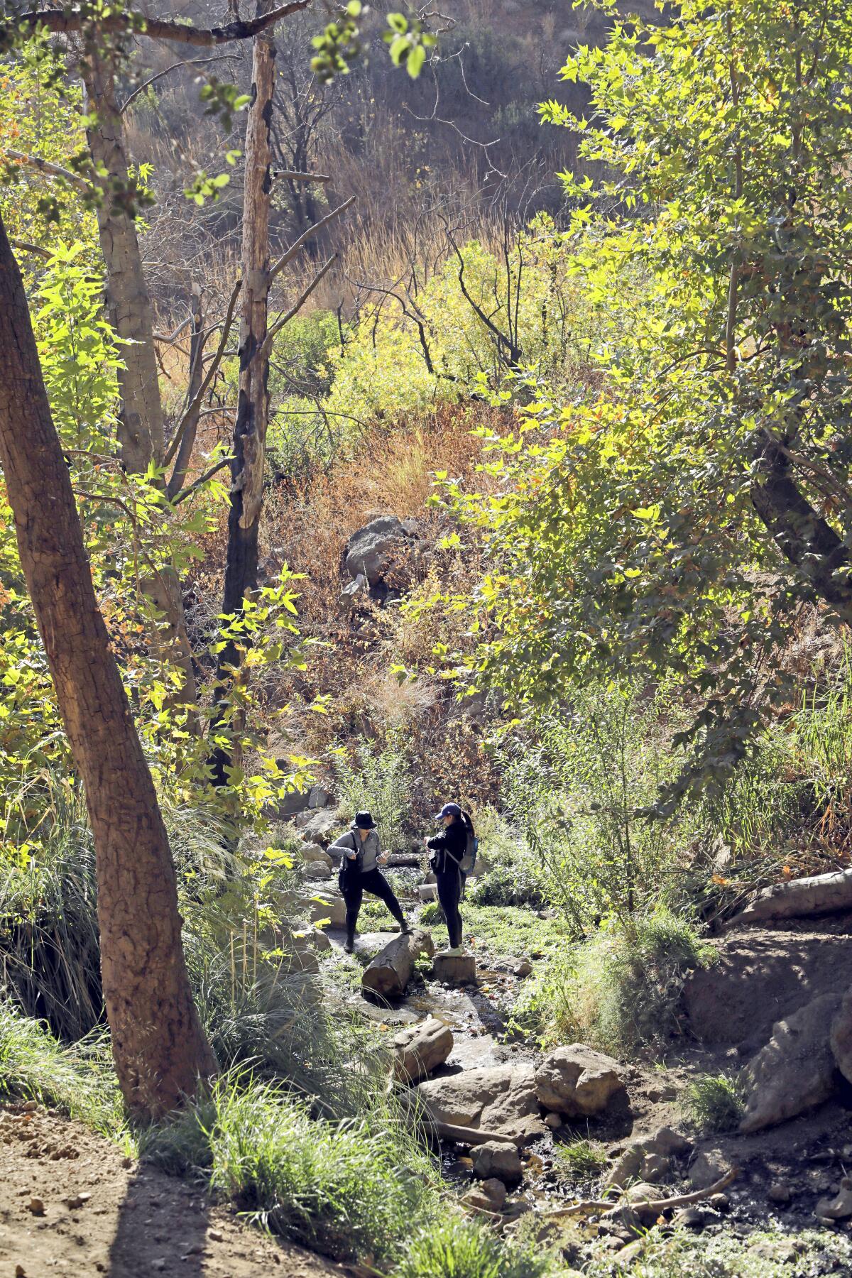 Wheee! Here are 15 SoCal hiking trails with hidden tree swings - Los  Angeles Times