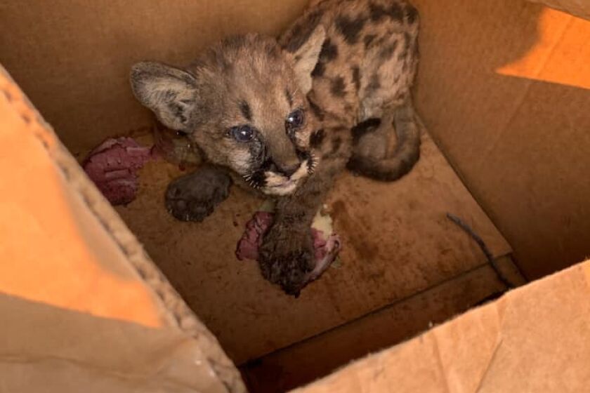 Cal Fire and Shasta County Sheriff's Office officials rescued a mountain lion cub from the Zogg Fire Wednesday.