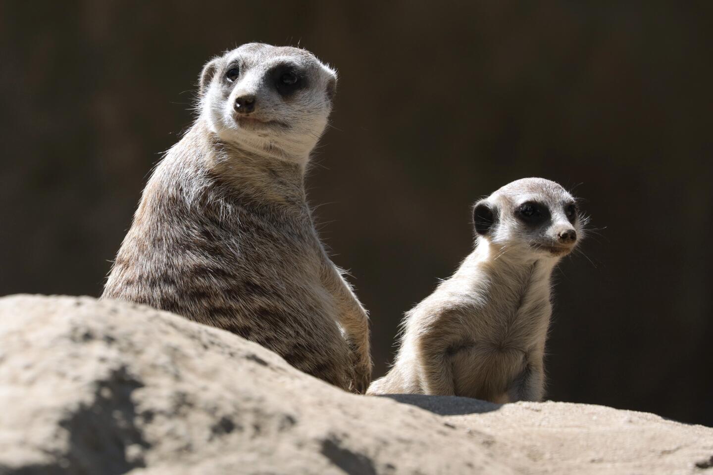 Meerkats look at visitors during the reopening of the Los Angeles Zoo on Wednesday.