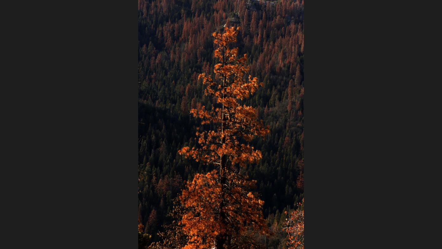 Sierra Nevada's dead trees