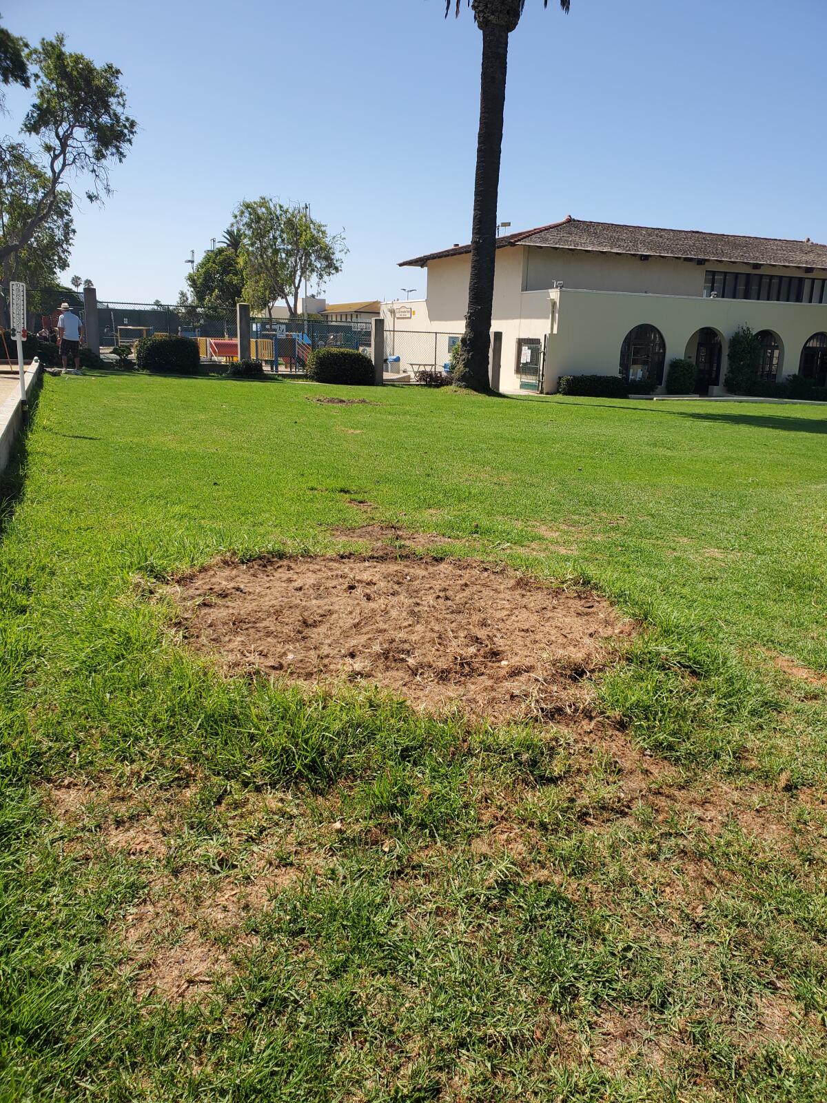 A palm tree was recently removed from this location on the La Jolla Recreation Center grounds following a weevil infestation.