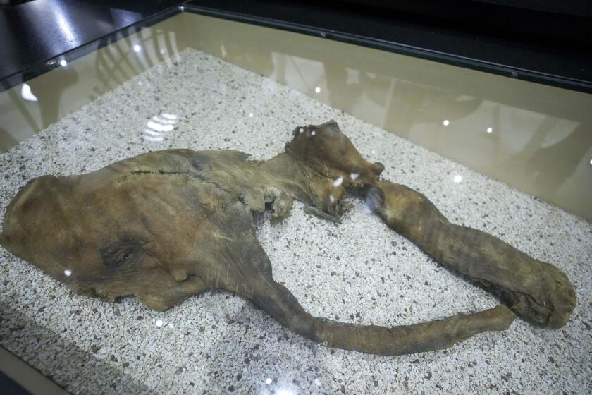 "Effie," the mummified remains of a baby woolly mammoth found in in Alaska in 1948 is on display at the American Museum of Natural History, Friday, Jan. 13, 2023, in New York. The 21,000-year-old specimen is a rare natural mummy, complete with skin, muscles, and other soft tissue that were preserved centuries ago within a frigid layer of moisture-blocking permafrost. (AP Photo/Mary Altaffer)