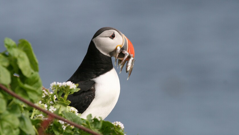 Atlantic puffins battle for survival in a new episode of "Planet Earth: Blue Planet II" on BBC America.