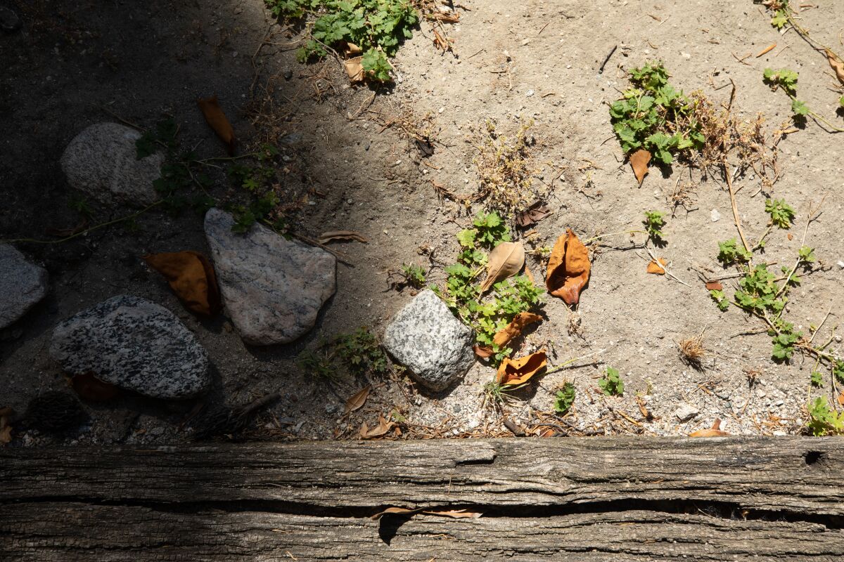 David Wharton had doubts about switching from grass to drought-tolerant plants.