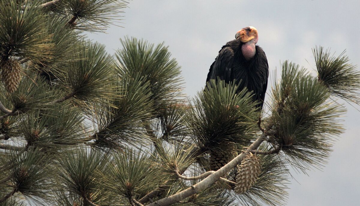California condor in the Los Padres National Forest