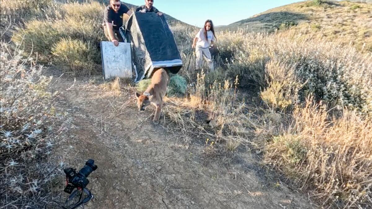 A screenshot from a video of a mountain lion cub being released back to the wild after being nursed back to health.