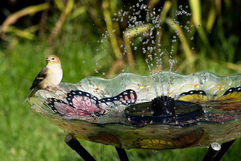 American Goldfinch enjoying fountain in the bird bath