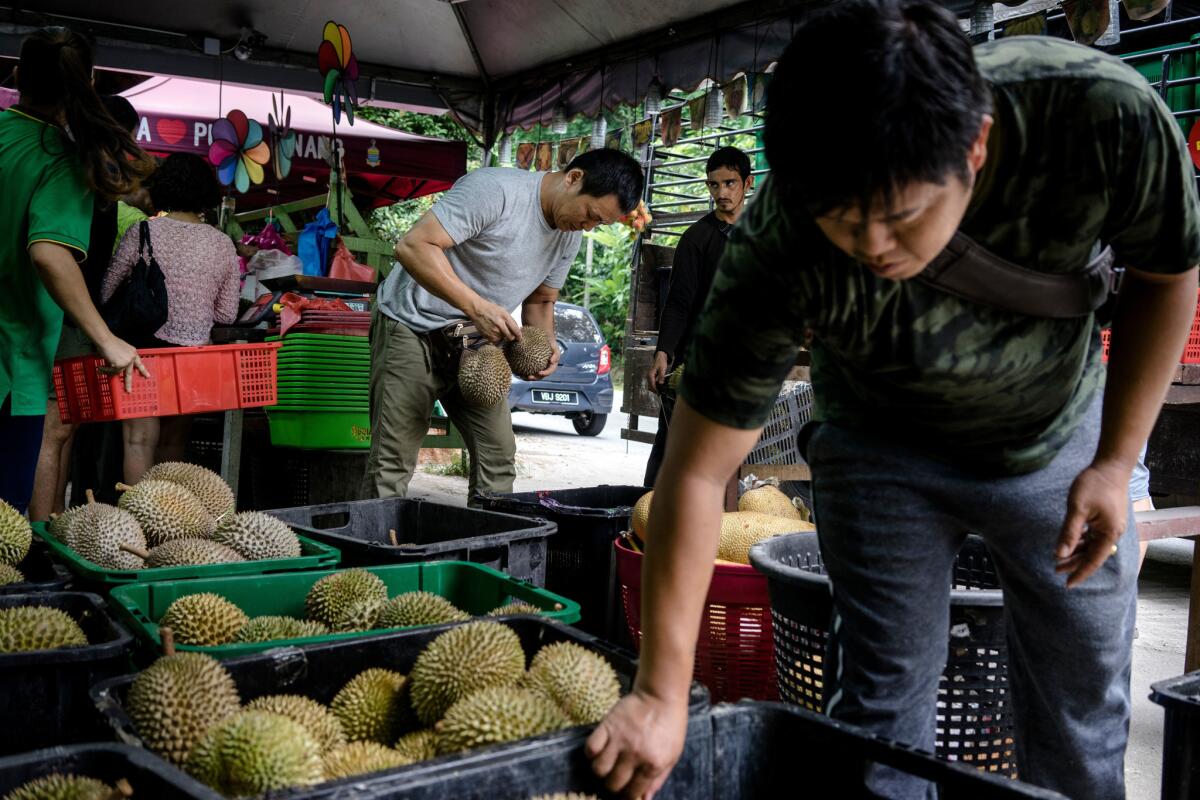Tan Chee Wei, center, chooses durian fruits for his customers at a roadside fruit stall owned by his family. (Suzanne Lee / For The Times)
