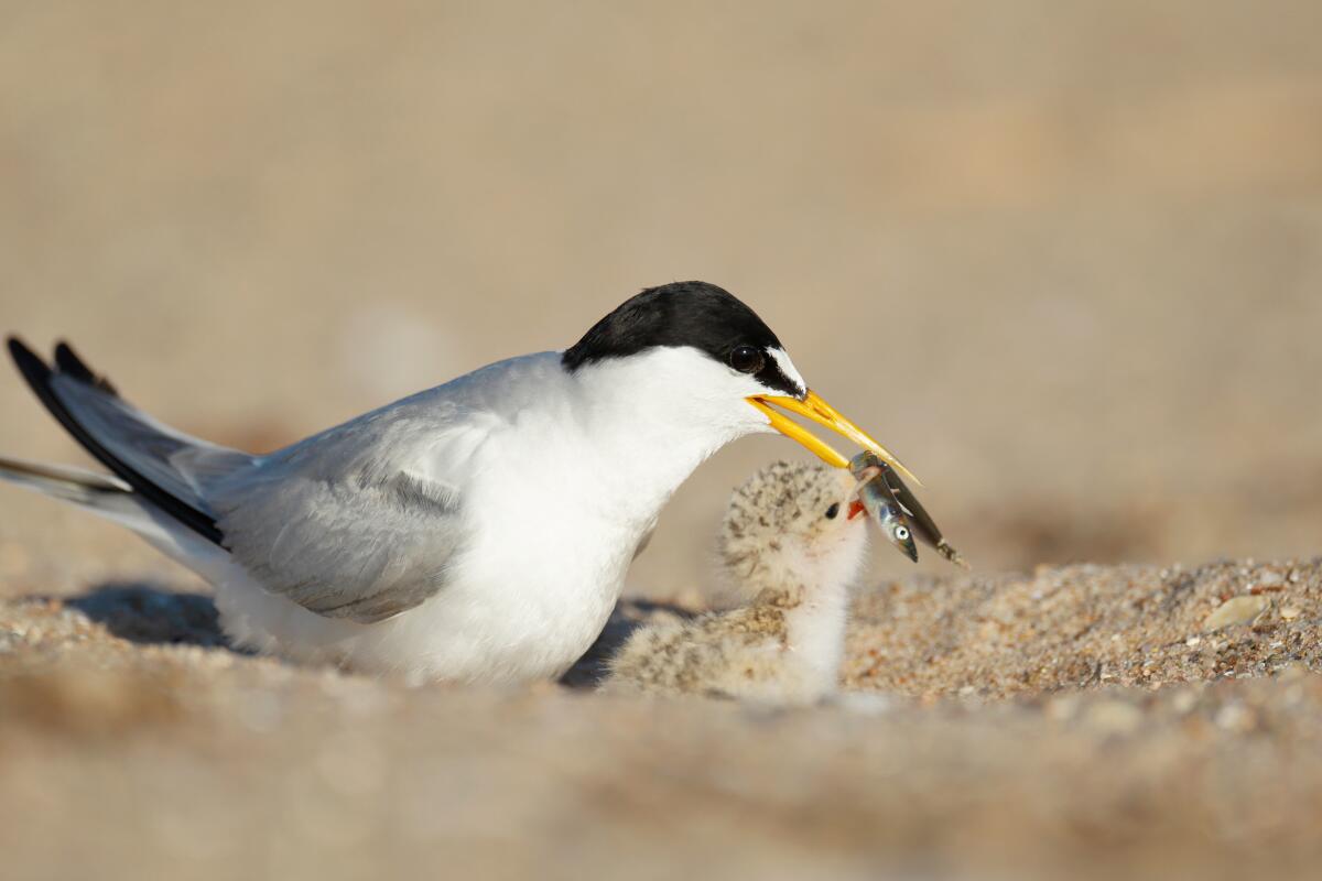 A California least tern feeding its chick.
