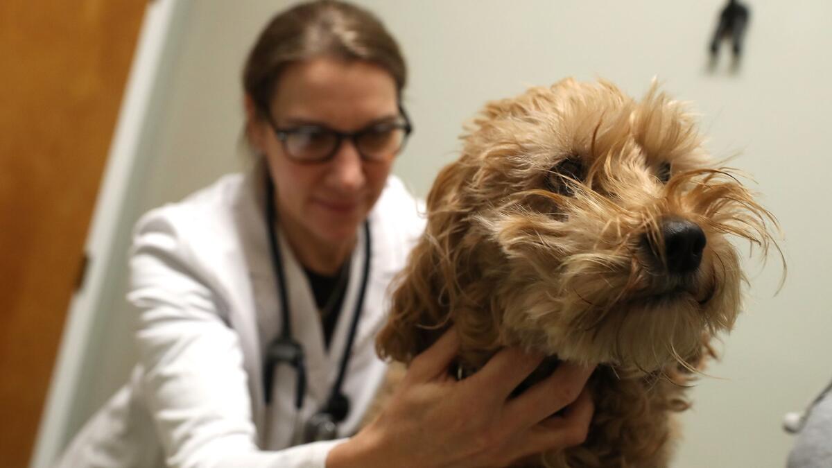 Veterinarians do not qualify for the pass-through tax deduction, according to rules the IRS issued Friday.