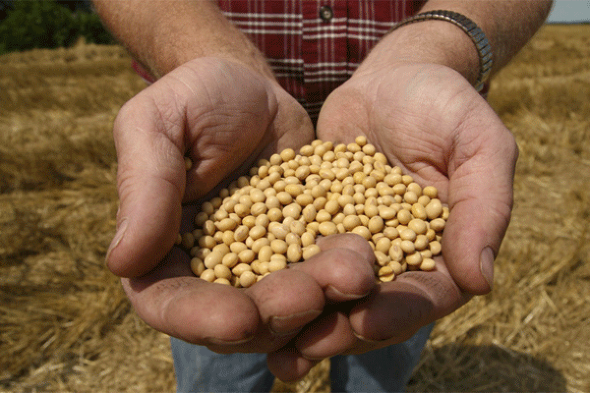 Monsanto wants the Supreme Court to uphold its patent rights on seeds such as these soybeans.
