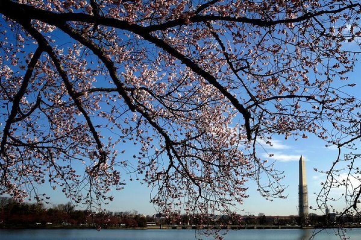 Washington's cherry blossoms were slow to bloom this year. The peak is now expected between Sunday and Wednesday, but any time in spring is usually beautiful in the area.