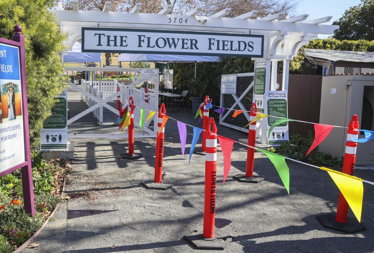 The Flower Fields in Carlsbad will reopen March 1 with marked queues out front for visitor check-ins.